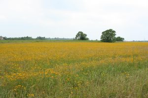 Coreopsis in organic rice field