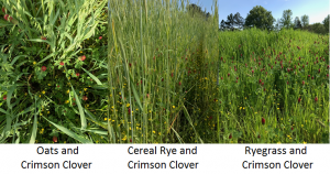 Covercrops2