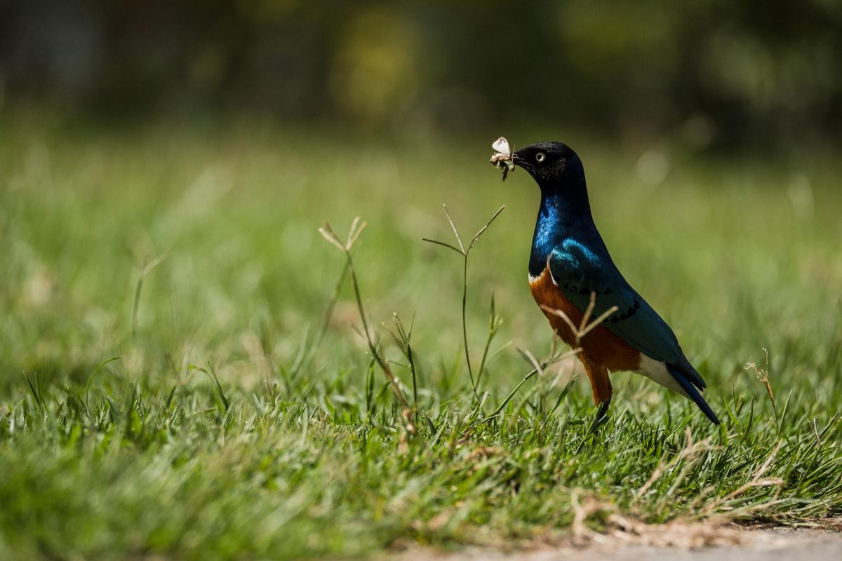 black and blue bird with a moth in its mouth