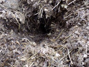 Close up of manure pile heavy with waste hey and wood shavings.