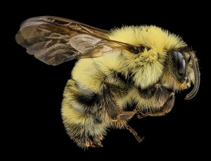 Photo credit: USGS Bee Inventory and Monitoring Lab