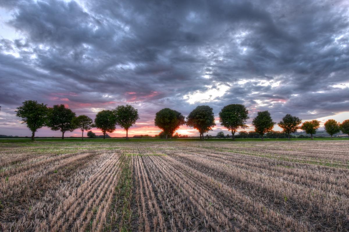 farm field with line of trees, sunset and storm clouds above